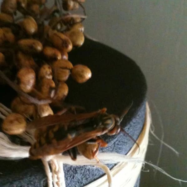 Paper wasp