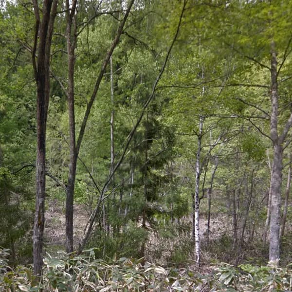 Joboji Forest
