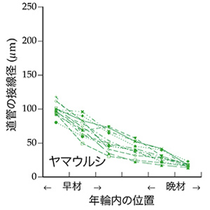 ヤマウルシ道管径グラフ
