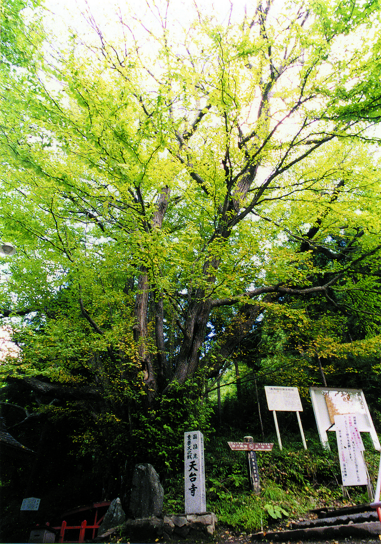 Katsura-shimizu